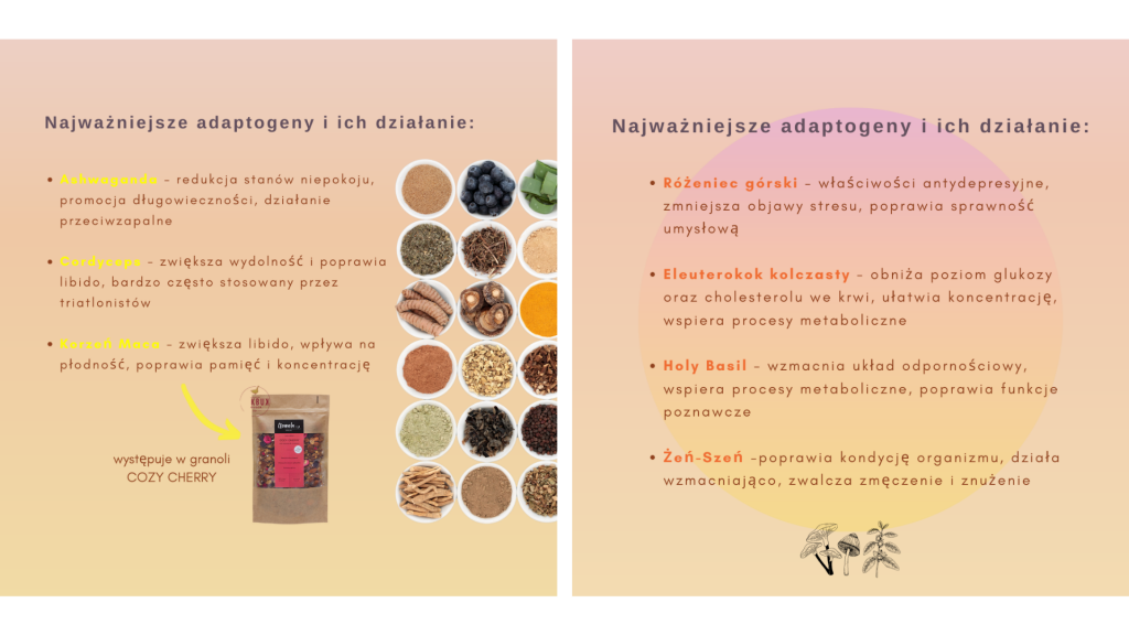 najważniejsze adatpogeny: cordyceps, ashwaganda, korzeń maca, różaniec górski, holy basil, żeń- szeń  